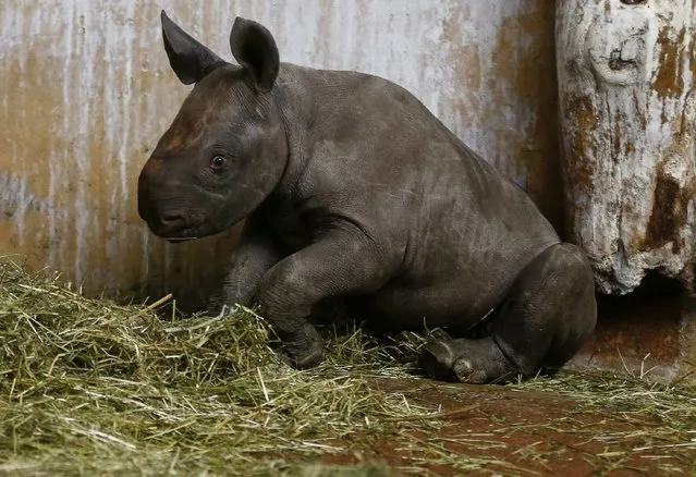 Young female black rhinoceros (Diceros bicornis) Olmoti sits at an enclosure at the zoo in Zurich January 21, 2015. (Photo by Arnd Wiegmann/Reuters)