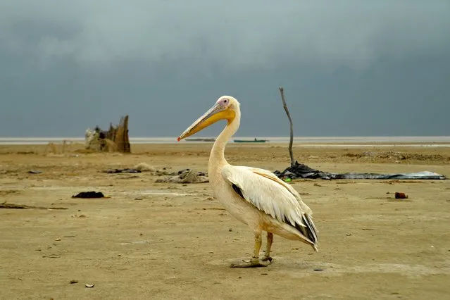 A pelican stands at a deserted coastal area in Badin district of Pakistan's Sind province on June 13, 2023. (Photo by AFP Photo/Stringer)
