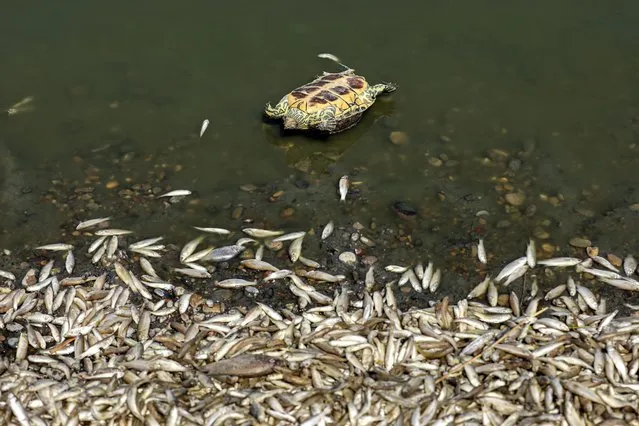 A dead turtle lies upside down near other dead fish by the bank of the Amshan river, which draws its water from the Tigris, in Iraq's southeastern Maysan governorate on July 3, 2023. Thousands of dead fish were found on the banks of the river in a disaster that could be linked to the consequences of a drought, prompting authorities to open an investigation. (Photo by Asaad Niazi/AFP Photo)