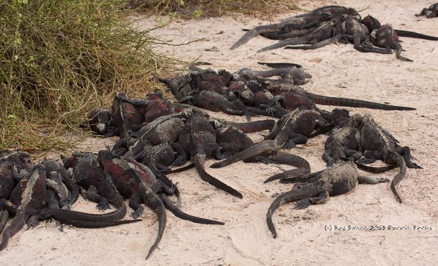 South America – The Galapagos; Marine Iguanas – Togetherness epitomized. (Photo by Ray Swann)