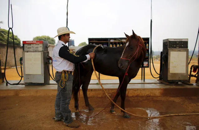 Amilton cools off his horse at a petrol station in Rio Pardo next to Bom Futuro National Forest, in the district of Porto Velho, Rondonia State, Brazil, August 30, 2015. (Photo by Nacho Doce/Reuters)