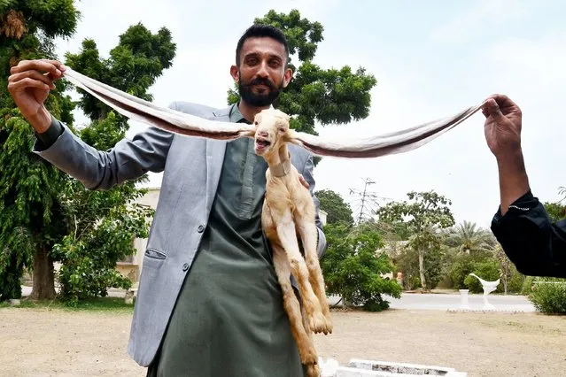 A baby goat named Simba, has the World's longest ears which are 46 cm, is seen with her owner in Karachi, Pakistan on June 16, 2022. (Photo by Yousuf Khan/Anadolu Agency via Getty Images)
