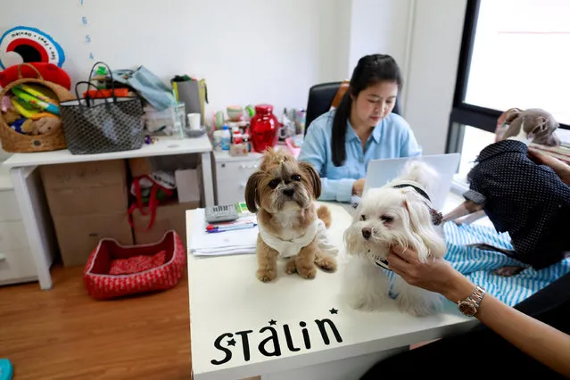 Dogs are seen on Anusara's desk as she works in a office of a digital advertising agency which promotes bring-your-dog-to-work in Bangkok, Thailand ob September 27, 2018. (Photo by Soe Zeya Tun/Reuters)