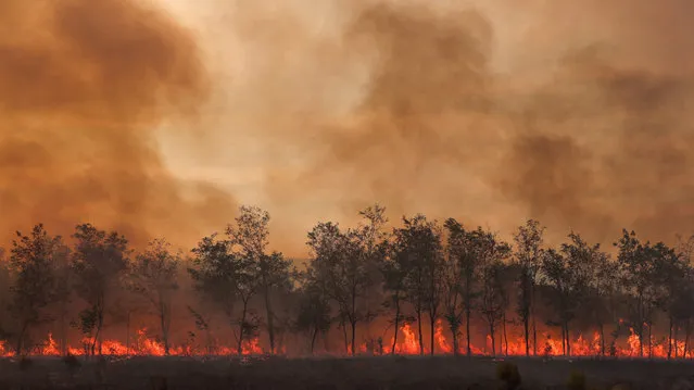 Flames and smoke rise from a tree line as a wildfire burns at the Dadia National Park on the region of Evros, Greece on September 1, 2023. (Photo by Alexandros Avramidis/Reuters)
