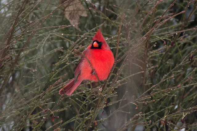 A cardinal bird sits on tree branches in Riverside, Connecticut, U.S. on December 17, 2016. (Photo by Adrees Latif/Reuters)