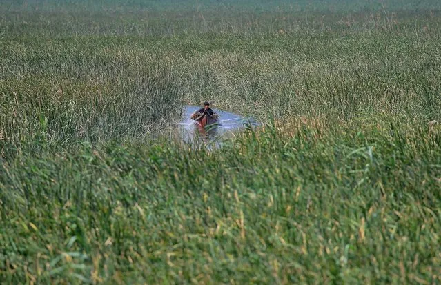 A marsh Arab man collects reeds from the wetlands that will later be sold or used for domestic use, in Chibayish, Iraq, Saturday, May, 1, 2021. (Photo by Anmar Khalil/AP Photo)