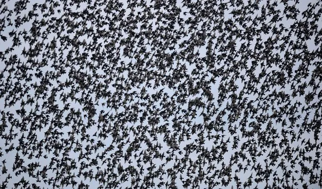 A murmuration of starlings above the  the small village of Rigg, near Gretna, in the Scottish Borders, on November 25, 2013. The weight of the resting birds on power lines caused some power localised power outages in the village. Still one of the commonest of garden birds, its decline elsewhere puts it on the Red List of endangered species. (Photo by Owen Humphreys/PA Wire)