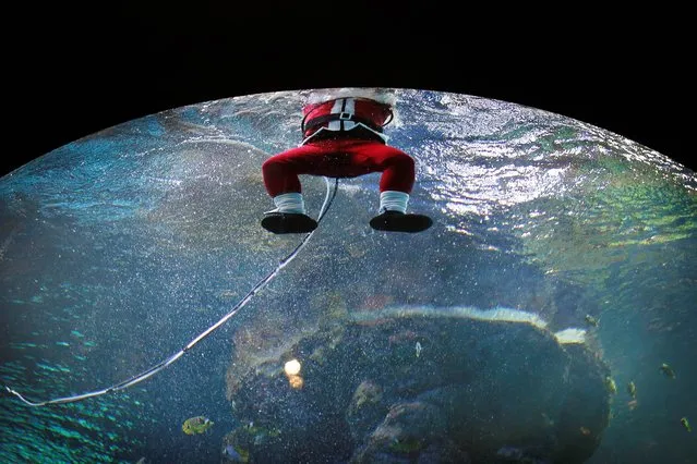A diver dressed as Santa Claus surfaces after swimming in the Coral Garden tank, Tuesday, December 24, 2013 at the South East Asia Aquarium of Resorts World Sentosa, a popular tourist attraction in Singapore. This is part of the attraction's Christmas celebrations. (Photo by Wong Maye-E/AP Photo)