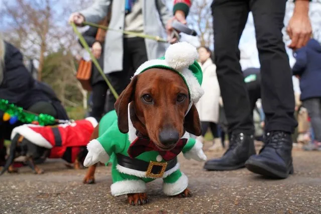 Dachshunds at the annual Hyde Park Sausage Walk, in Hyde Park, London on Sunday, December 17, 2023, as dachshunds and their owners meet up to celebrate the Christmas season, with many of the sausage dogs in fancy dress. (Photo by Stefan Rousseau/PA Images via Getty Images)