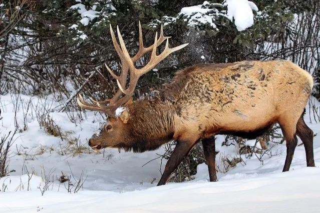 This hungry elk got a shock when he stopped to look for a snack in a tree – but ended up knocking a huge shower of snow onto his head at Yellowstone National Park in Wyoming. (Photo by Keith Crowley/Solent News & Photo Agency)