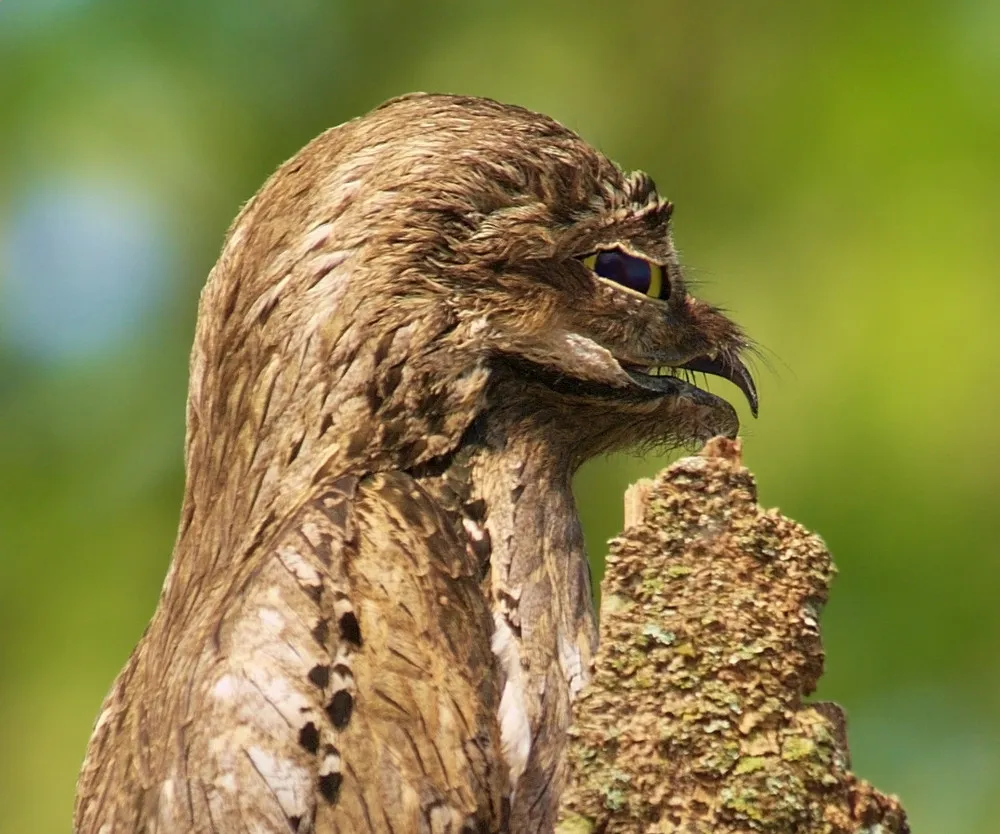 Nightjars and Pooto Bird