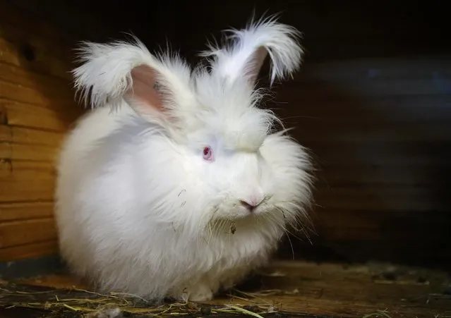 Angora rabbit Emilson sits in its hutch at Georgia Spausta's small angora wool farm in Herzogbirbaum, Austria March 10, 2015. (Photo by Heinz-Peter Bader/Reuters)