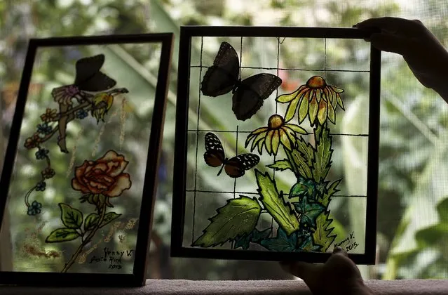 Jenny Viquez shows a painting made using butterflies at Blue Morpho Butterfly House in Alajuela, Costa Rica, March 10, 2016. (Photo by Juan Carlos Ulate/Reuters)