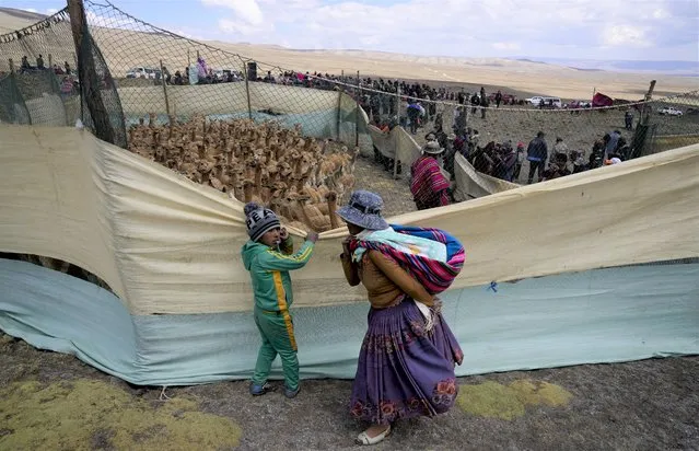 An Aymara Indigenous woman and her son watch wild vicuña being herded into a temporary corral to shear their wool, inside the Apolobamba protected natural area near the Andean village of Puyo Puyo, Bolivia, Sunday, September 26, 2021. Once over-hunted and on the brink of extinction, vicuñas nowadays are protected in Bolivia, where Aymara shear and release the animals to use the hair to make clothing. (Photo by Juan Karita/AP Photo)