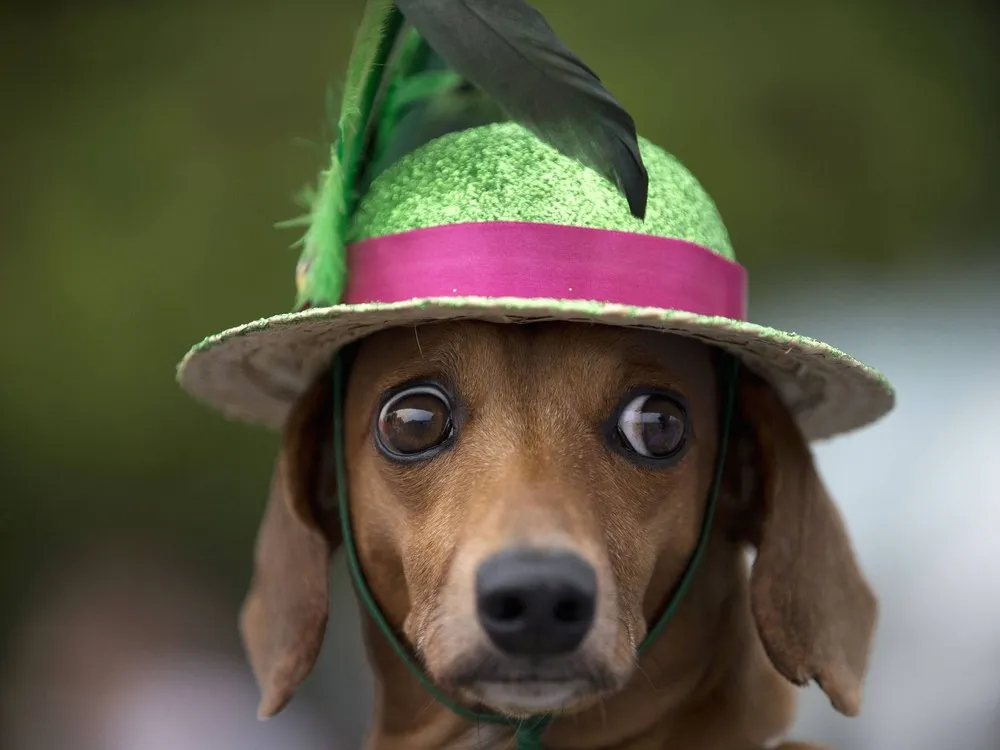 Dogs Have their Day at Rio Pre-Carnival Party