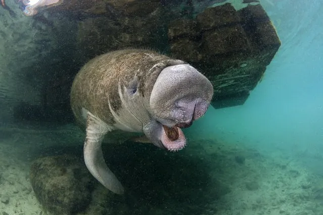 Florida S Friendly Manatees Photographed By Alexander Mustard