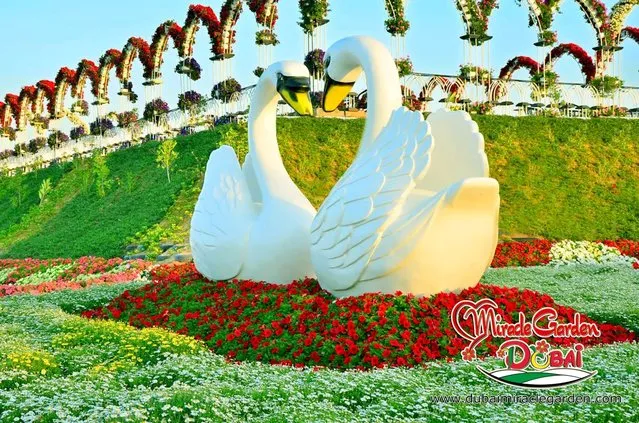 The Dubai Miracle Garden