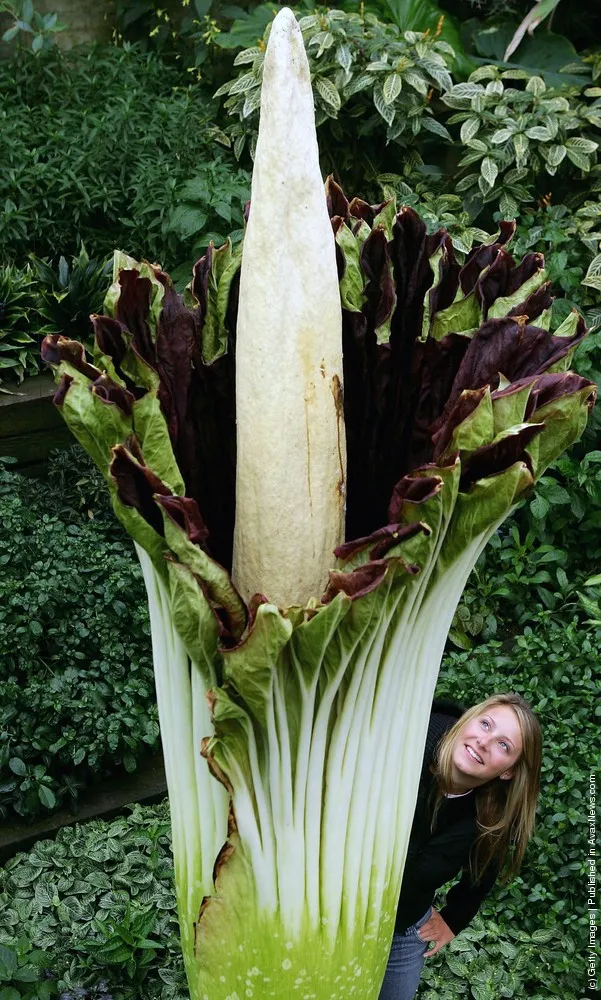 Biggest Flower In The World: The Titan Arum Or Amorphophallus Titanum