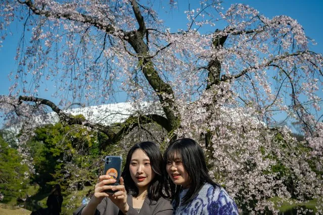 People take selfies with cherry blossoms in a park in Tokyo on March 31, 2024, as the declaration of the blooming came 15 days later than last year in Japan's capital. (Photo by Yuichi Yamazaki/AFP Photo)