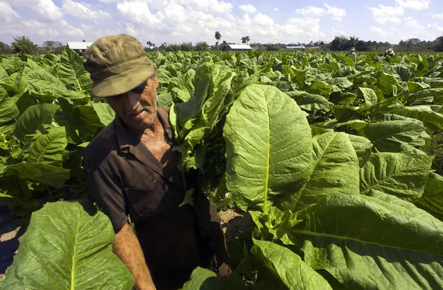 A Cuban peasant colects tobacco leaves, in Pinar del Rio, Cuba, on February 26, 2008, during the X Havana Cigar Festival. (Photo by Luis Acosta/AFP Photo)