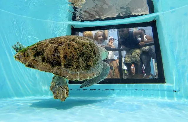 Children watch Bianca, a loggerhead sea turtle, swim in her tank during her recovery process at the Loggerhead Marinelife Center, during Turtlefest in Juno Beach, on April 5, 2014. The 11th annual event featured educational programs, live music and food. The sea turtle nesting season began March 1 and ends October 31. (Photo by Greg Lovett/The Palm Beach Post)