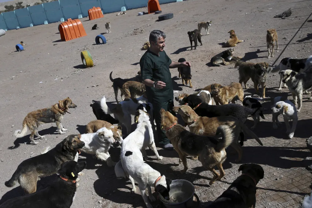 Dogs Problem in Tehran