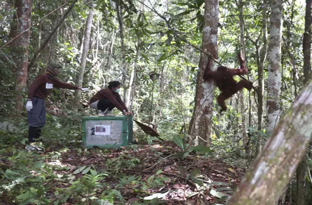 In this March 2, 2017 image made from video, conservationists of Borneo Orangutan Survival (BOS) Foundation release an orangutan back into the wild in Kehje Sewen Forest, East Kalimantan, Indonesia. Conservation groups in Indonesia have returned 17 critically endangered orangutans to their natural forest habitat in the past month, airlifting some by helicopter to a remote area of Borneo where they hope the rehabilitated great apes will be safe from human encroachment. (Photo by AP Photo)