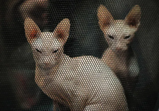 In this Sunday, March 12, 2017, picture Don Sphinx cats sit in an enclosure, in Bucharest, Romania. (Photo by Vadim Ghirda/AP Photo)