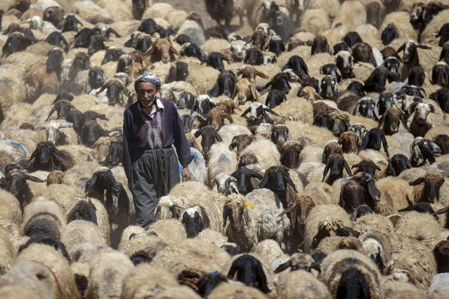 A shepherd leads sheep at Farasin highland in Bettussebap district of Turkey's southeastern Sirnak province on June 30, 2019. Farasin highland has plenty of water resources and rich plant cover, offering an ideal place for grazing. (Photo by Hasan Namli/Anadolu Agency/Getty Images)