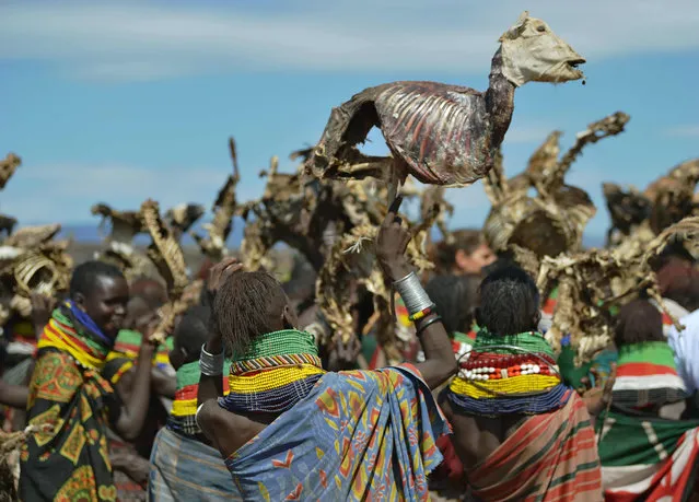Turkana women carry dead animals they lost due to a biting drought that has ravaged livestock population in nothern Kenya near Lokitaung in Turkana county on March 20, 2017. In just a few years water, oil and money would flow. Roads, schools and hospitals would follow. Turkana' s generations of poverty and neglect in Kenya' s arid north would end. But it was not to be: five years after the discovery of oil, and four since a giant aquifer was found, drought has struck again, shattering the dreams of a different future for Turkana, a bone dry region of dust and stone, home to mostly semi- nomadic livestock herders and lacking the most basic trappings of modernity. (Photo by Tony Karumba/AFP Photo)