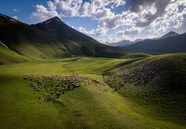 An aerial view of the Farasin Plateau with an altitude of 2 thousand 625 meters, also known as “Peace (Huzur) Plateau” as shepherds from different villages graze their cattles in Beytussebap district of Sirnak, Turkiye on May 25, 2024. As the temperature began to increase, the Farasin plateau began to host nomads engaged in animal husbandry. (Photo by Ahmet Aslan/Anadolu via Getty Images)