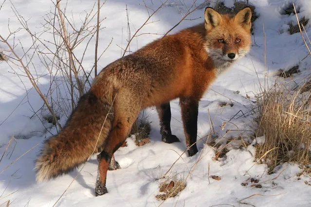 A fox stands next to a highway in Niagara Falls, New York, U.S., February 13, 2022. (Photo by Carlo Allegri/Reuters)