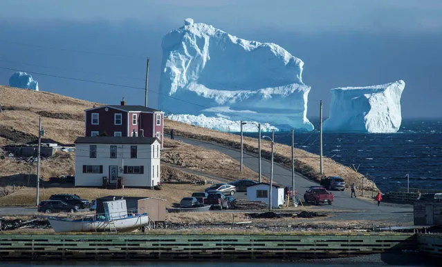 Residents view the first iceberg of the season as it passes the South Shore, also known as “Iceberg Alley”, near Ferryland Newfoundland, Canada April 16, 2017. (Photo by Greg Locke/Reuters)