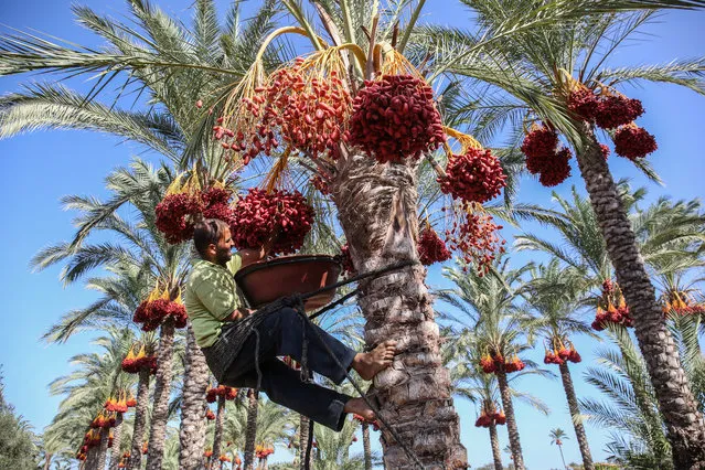 A Palestinian farmer picks dates from a palm tree during harvest in Deir al-Balah in the central Gaza Strip on September 24, 2019. (Photo by Said Khatib/AFP Photo)