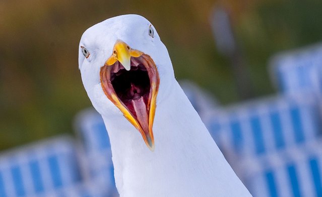 A gull gives its familiar cry on the roof of a beach bar on the Baltic coast on July 16, 2024. (Photo by Jens Büttner/dpa)