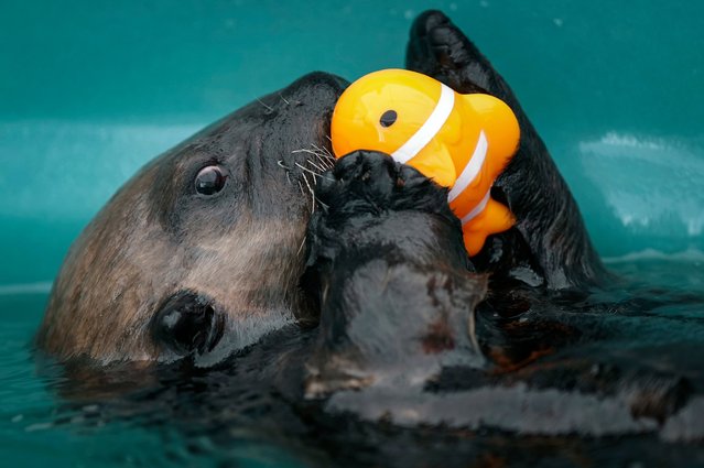 A baby sea otter named Tofino, who was rescued on June 18 and is estimated to be two to three-months-old, plays with a toy while swimming after having blood drawn, a microchip inserted and her teeth checked, at the Vancouver Aquarium's Marine Mammal Rescue Centre in Vancouver, on Tuesday, July 30, 2024. (Photo by Darryl Dyck/The Canadian Press via AP Photo)