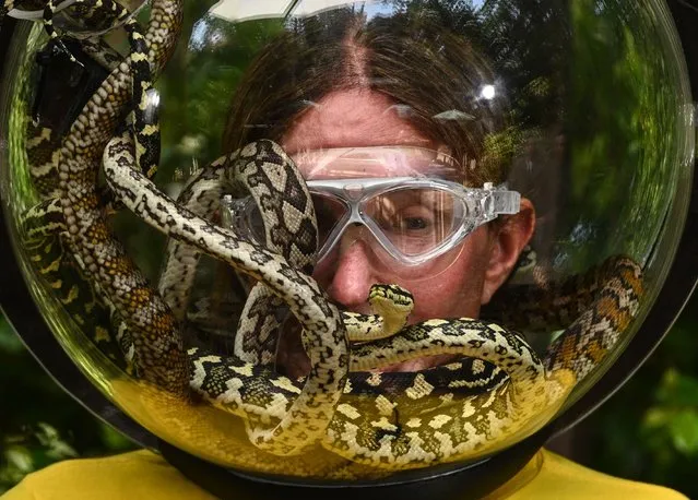 Caitlyn Jenner with snakes in her fish-bowl helmet take part on the Face Your Fears Bushtucker Trial at “I'm A Celebrity... Get Me Out Of Here!” TV Show, Series 19 in United Kingdom on November 19, 2019. (Photo by James Gourley/ITV/Rex Features/Shutterstock)
