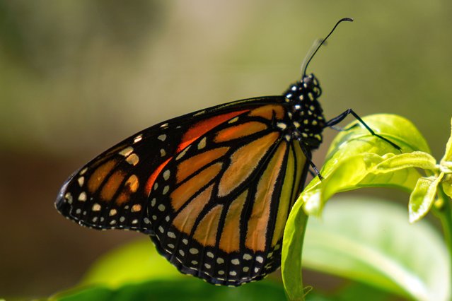 A Monarch butterfly (Danaus plexippus) rests at the Atitlan natural Reserve in Guatemala on January 13, 2023. (Photo by Camilo Freedman/SOPA Images/Rex Features/Shutterstock)