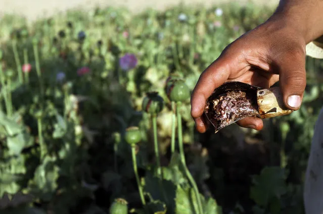 In this Saturday, April 11, 2015 photo, an Afghan farmer harvests raw opium at a poppy field in Kandahar's Zhari district, Afghanistan. This year, many Afghan poppy farmers are expecting a windfall as they get ready to harvest opium from a new variety of poppy seeds said to boost yield of the resin that produces heroin. (Photo by Allauddin Khan/AP Photo)