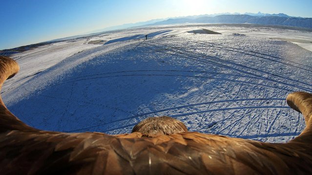 A still image taken from a video shows a tamed golden eagle soaring during a traditional hunting contest outside the village of Kaynar in Almaty region, Kazakhstan on December 9, 2019. (Photo by Pavel Mikheyev/Reuters)