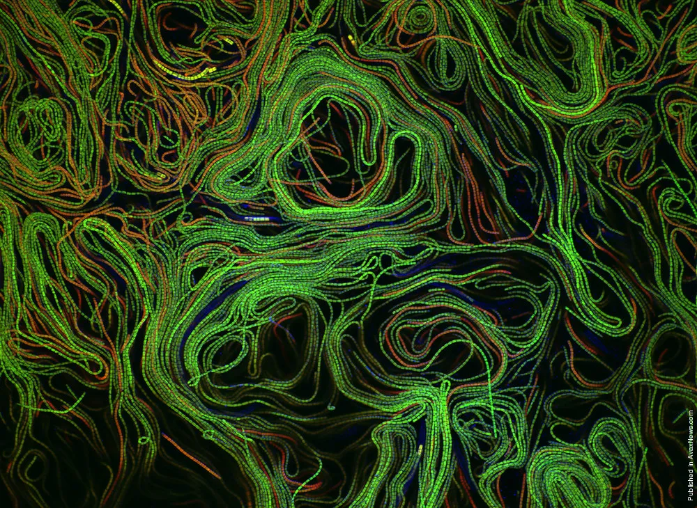 Nikon Small World Competition 2011 Winners