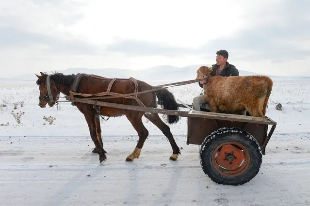 A farmer, living in Digor district of Kars, carries a calf with a carriage on December 19, 2019 in Kars, Turkey. High altitude areas among Igdir and Kars provinces, covered in white after the heavy snowfall. (Photo by Huseyin Yildiz/Anadolu Agency via Getty Images)