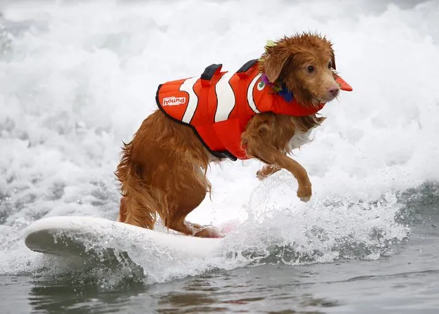 Nova Scotia duck tolling retriever Torrey competes in the 10th annual Petco Unleashed surfing dog contest at Imperial Beach, California August 1, 2015. (Photo by Mike Blake/Reuters)