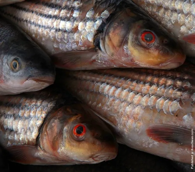 Seven-striped barb for sale at a market in southern Laos in 2010. The seven-striped barb is one of the Mekong largest fish, growing to 200 pounds and about 5 feet in length. It is listed as endangered by the International Union for Conservation of Nature. As recently as 1989, the seven-striped barb was reported as “extremely abundant” in the Mekong, but it appears to have experienced a significant decline since. The seven-striped barb would be further impacted by the Xayaburi dam, potentially blocking access to the fish's spawning areas