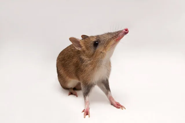 Eastern barred bandicoot. A tiny, shy, critically endangered and relatively unknown Victorian species, this little bandicoot survives only in zoos or behind predator-proof fences – the biggest threats to its survival are feral cats and foxes. With the mainland subspecies already classified as extinct in the wild, Zoos Victoria has been involved in a breeding program since the 1990s, and has bread more than 650 of the little critters. Zoos Victoria is also leading a five-year trial to find out if specially trained Maremma guardian dogs can operate as “bodyguards” to protect the bandicoots. (Photo by Joel Sartore/National Geographic Photo Ark/The Guardian)