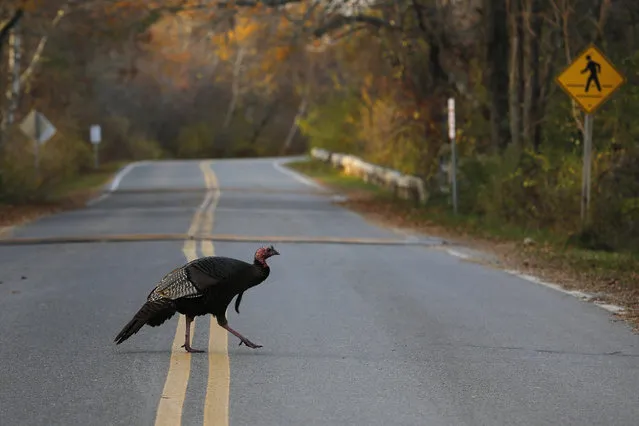 A wild turkey crosses the road in the Parker National Wildlife Refuge on Plum Island in Newbury, Massachusetts November 10, 2014. (Photo by Brian Snyder/Reuters)