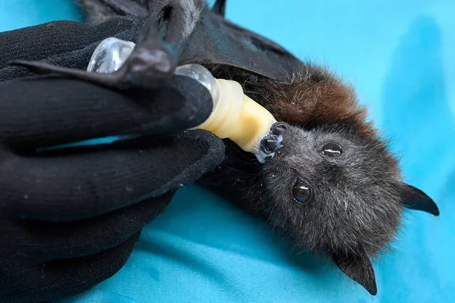 A flying fox is bottle-fed at Taronga zoo’s wildlife hospital in Sydney, Australia on January 14, 2020. The two-month-old female was found in North Parramatta, the lone survivor of a colony believed to have died as a result of the drought. (Photo by Bianca de Marchi/AAP)
