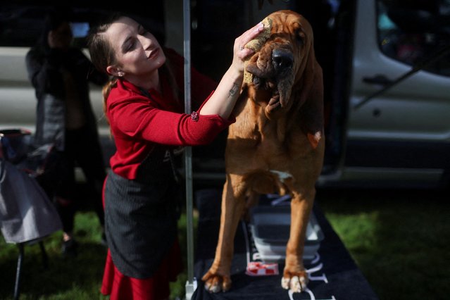 Handler Sarah Tighe washes Trumpet, a Bloodhound from Illinois, ahead of the breed judging at the 146th Westminster Kennel Club Dog Show at the Lyndhurst Estate in Tarrytown, New York, U.S., June 20, 2022. (Photo by Mike Segar/Reuters)