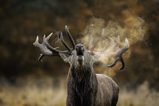 A photographer has captured moody images of a stag in North Yorkshire. David Robertshaw shot the red deer on Sunday, October 13, 2024 morning near York, UK. (Photo by David Robertshaw/South West News Service)