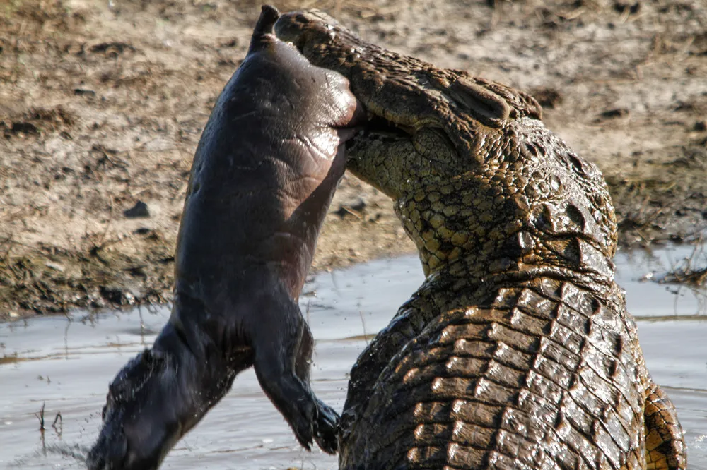 An Enormous Crocodile Mauls a Young Hippo in South Africa